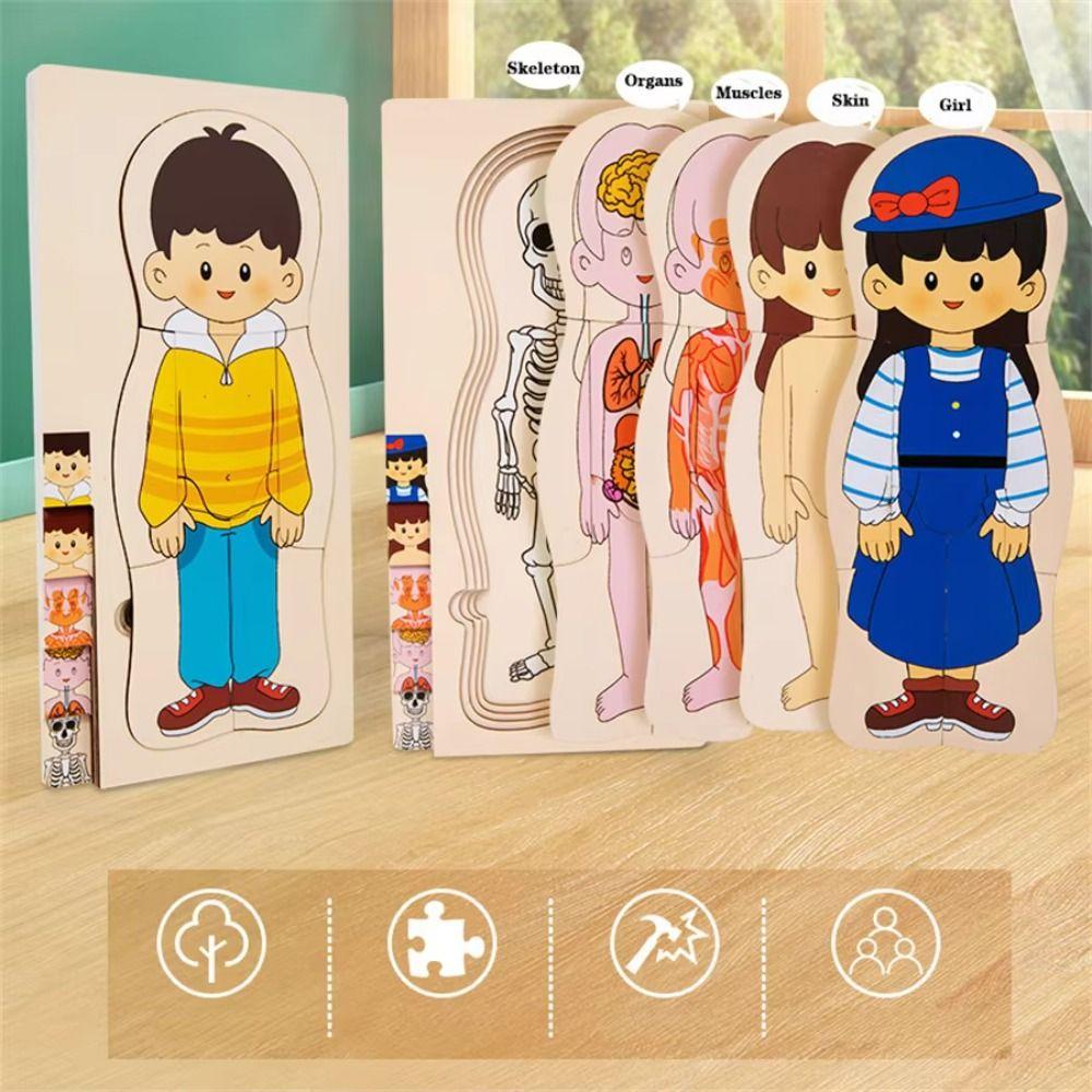 Multi-Layer Wooden Human Body Puzzle Boys Girls Educational Anatomy Jigsaw  Learn Body Parts