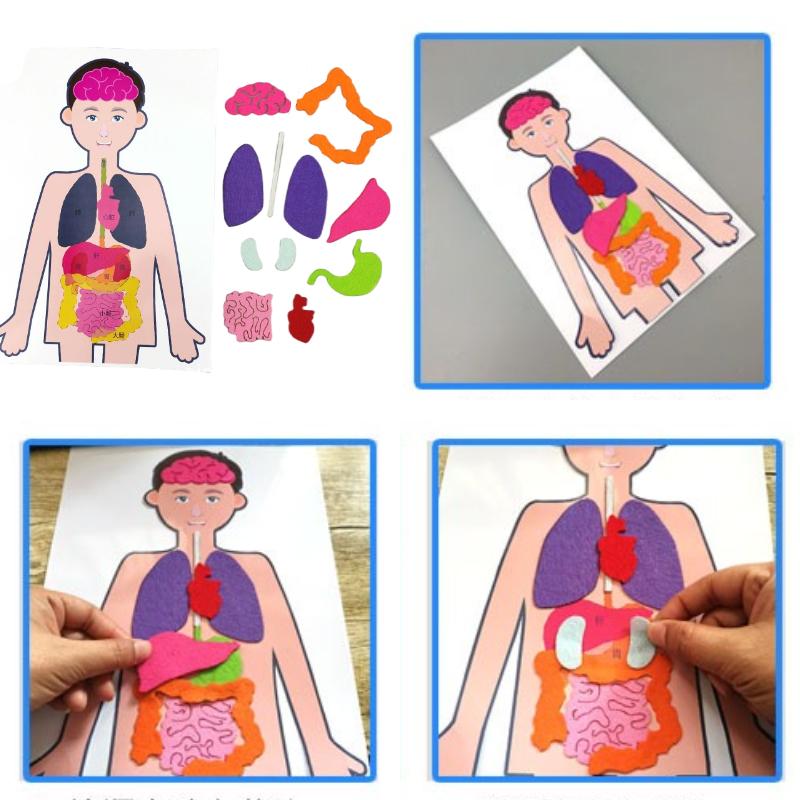 Body Human Organ Puzzle Science Educational Diy Set Cognitive Development Kids