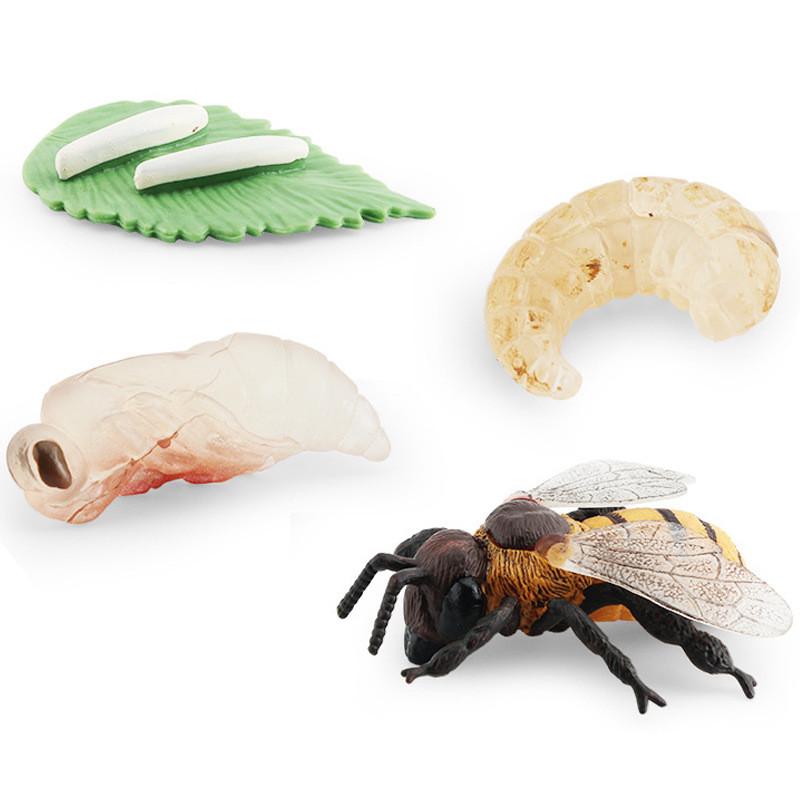 Realistic Mini Insect Set Featuring Grasshopper Bee Spider Life Cycle Models For Learning