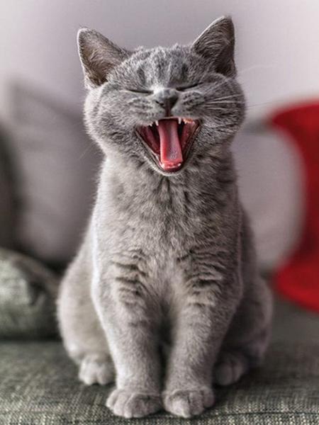 

5D DIY Алмазная картина Кошка Полный круглый Алмазная вышивка Животные Горный хрусталь Мозаика Ремесло Настенные украшения Full Round 20x25CM