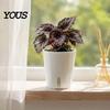 Self Watering Pots for Indoor Plants Plant Plants, Small Planters with Water Level Indicator, Clear Gardening Pothos Inner Cup, Drainage