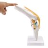 Anatomical Shape Knee Bone Model PVC Functional Knee Ligament Model  Doctor Consultation