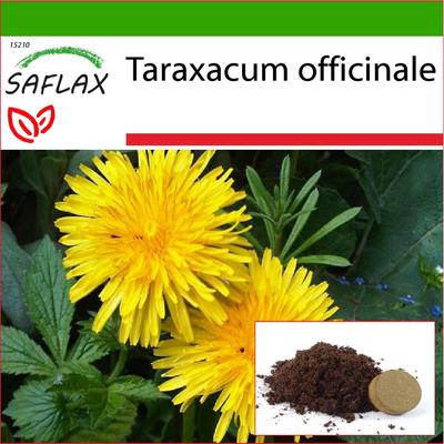 Pampeliška - 200 semen - Se substrátem pro zalévání pro lepší pěstování - Taraxacum officinale