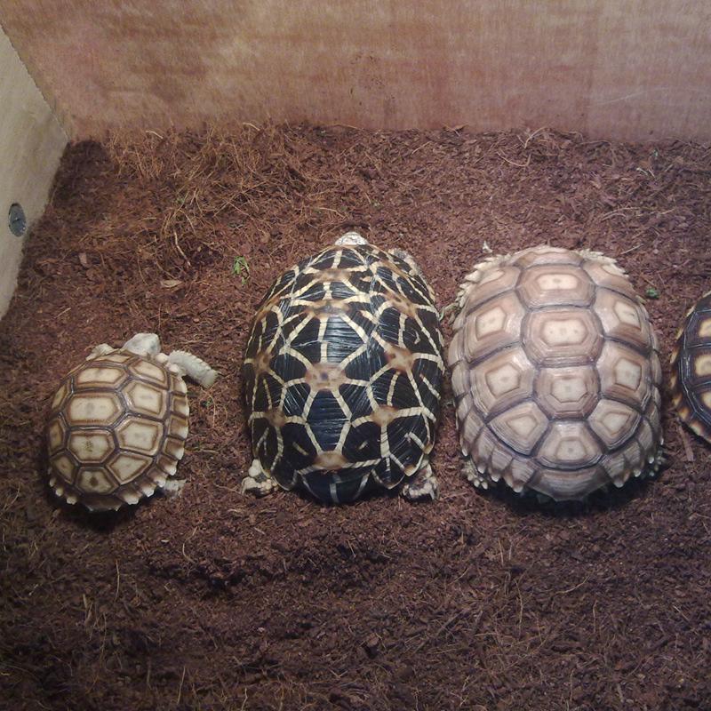 tortoise bedding soil