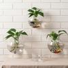 Minimalist Glass Wall Mounted Round Shape Vase Hydroponic Plant Glass Bottle Creative Green Plant Decoration for Living Room