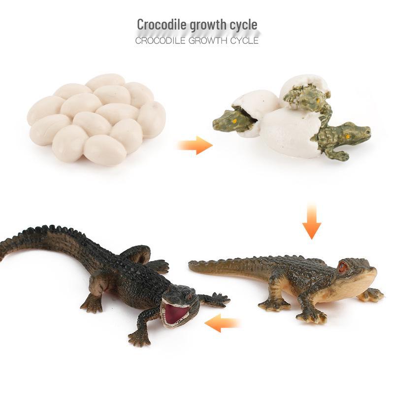 Animal Growth Cycle Models: Chicken, Duck, Goose, Butterfly, Turtle, Frog Montessori Teaching Figurines