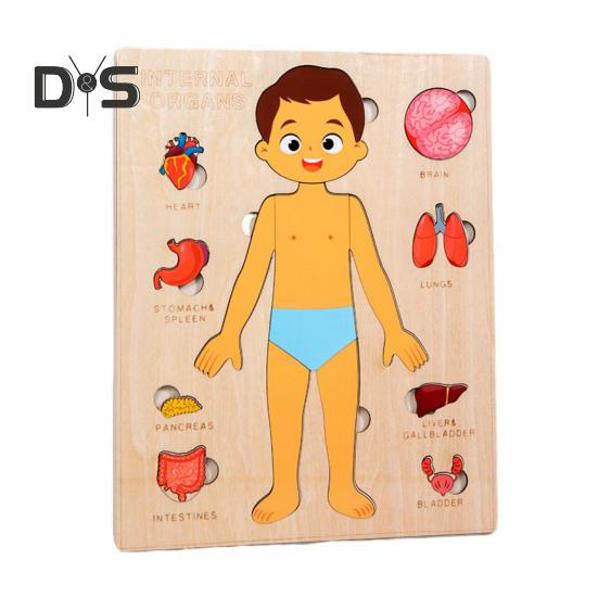 

Головоломка «Части тела» Игра-головоломка «Соответствие» Обучающая головоломка «Структура человеческого тела» Анатомия Доска-головоломка для детей Малыши Деревянная обучающая игрушка STEM Boy