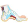 Human Foot Model for Teaching Adults Anatomy Model Research Muscle Display Explain Accessories(Arch Foot)