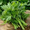 300 Lovage Seeds (levisticum Officinalis) Perpetual Celery - SemiSauvage Permaculture