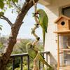Bird Cage Perch Climbing Stand Biting Game Cockatiel Perch For Leg Muscle Parakeet Lovebird Boredom Stress Cage Decoration