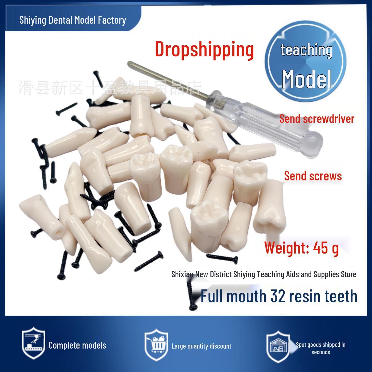 32-Tooth Full Mouth Dental Resin Model for Simulation and Exam Preparation Resin Teeth