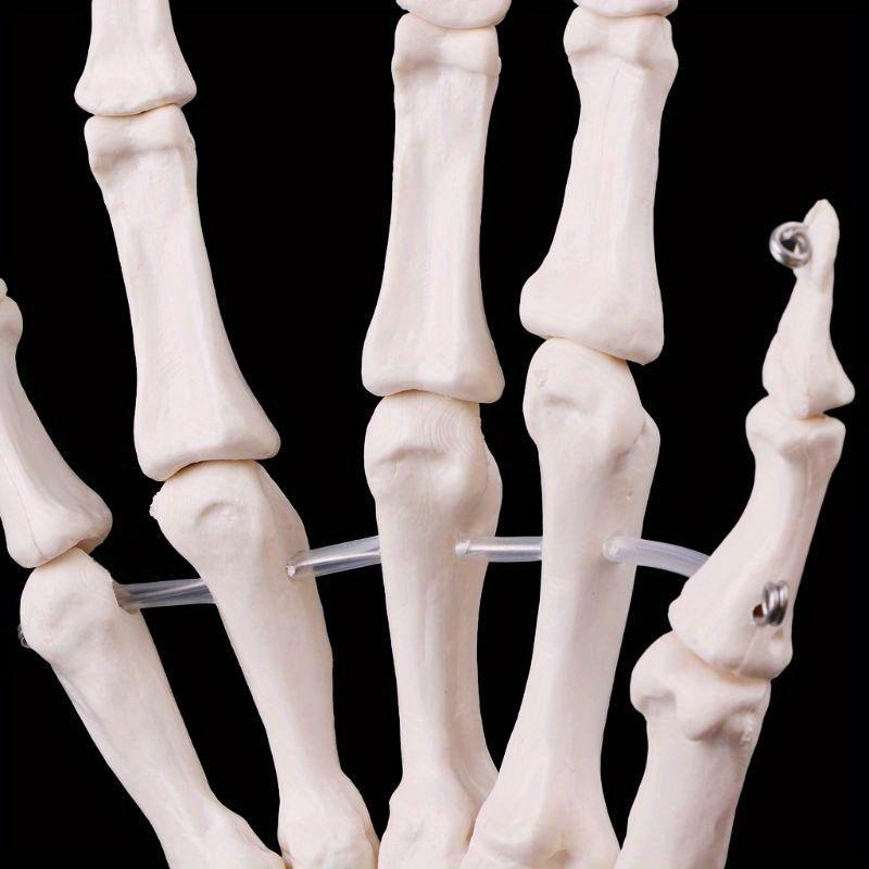 Medical Props Model Free Postage Hand Joint Anatomical Skeleton Model Human Medical Anatomy Study Tool Life Size