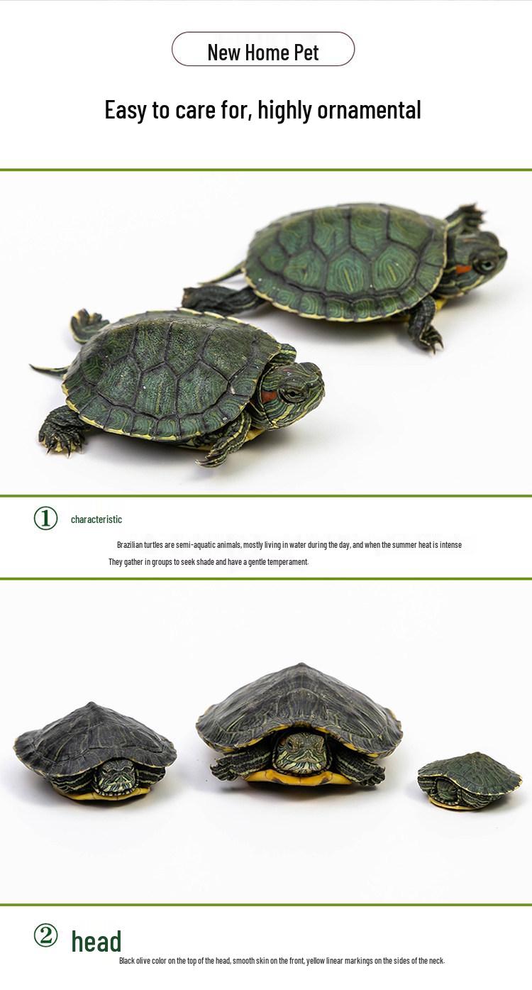 

Colorful Red-Eared Brazilian Painted Turtle Pair - Small Ornamental Pets