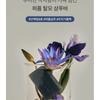 Donggubat - Bluming Perfume Shampoo Bar Repair