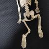 Full Body Mini Skeleton Spooky Plastic Skeleton for Yard Garden Lawn Haunted