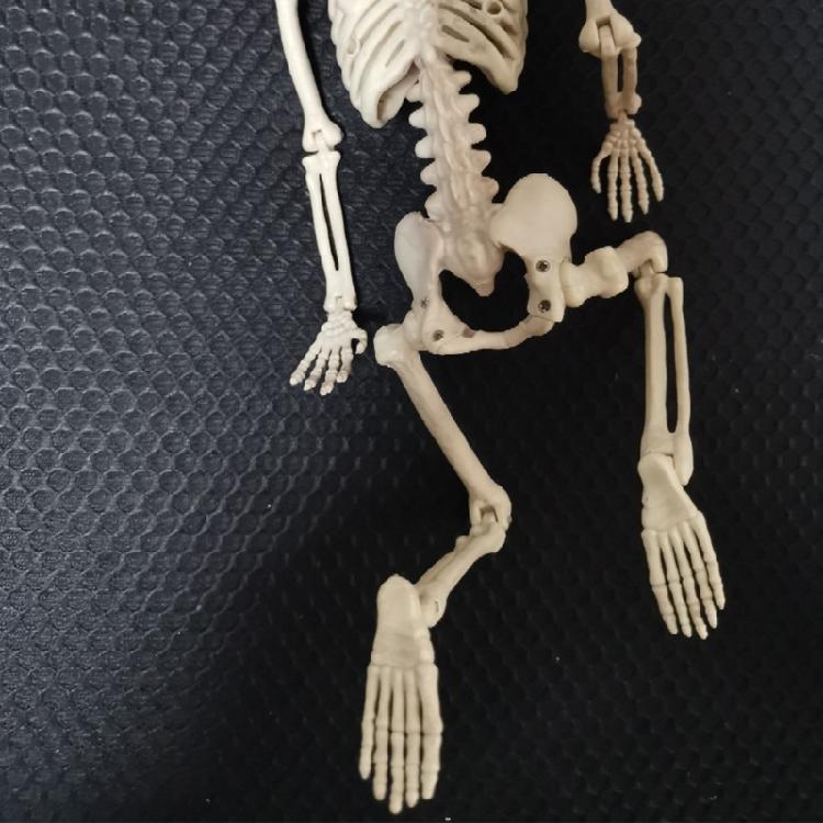 Full Body Mini Skeleton Spooky Plastic Skeleton for Yard Garden Lawn Haunted