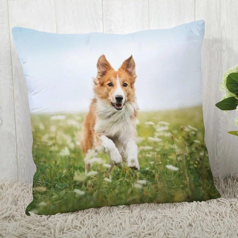 Pillowcase Border Collie  Modern Home Living Room Decor