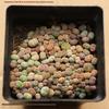 Rare Lithops Succulent Pot: Diverse Colors & Varieties