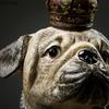 Krone Bulldogge Statue Simulierte Tierornamente Schreibtischdekoration Moderne Handwerkskunst Gentleman Welpen Skulptur Raum Ästhetische Dekoration