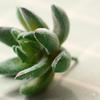 Micro Landscape Ornament Simulation No Watering Realistic Ornaments Flocking Texture Indoor