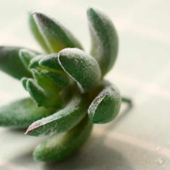 Micro Landscape Ornament Simulation No Watering Realistic Ornaments Flocking Texture Indoor