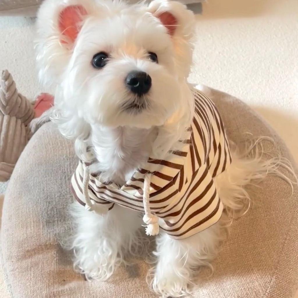 Spring and Autumn Pet Puppy Dog Clothes Hooded Sweater Striped Color Maltese Bi Bear Teddy Cat Cute Wind