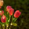 LED Lights Solar Garden Lights 7 Head Tulip Flower Solar Tulip Flower Lights  Balcony