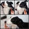 AIDIYA Dog Cat Hair Pet Hair Tangle Loose Hair Removal Stainless Pet Removes Shedding Hair and Suitable for Dogs and Long and Short Hair & Comb, Comb,