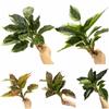 Photo Props Simulation Plant 14 Leaves Plant Wall Artificial Plant Evergreen  Wedding Ornament