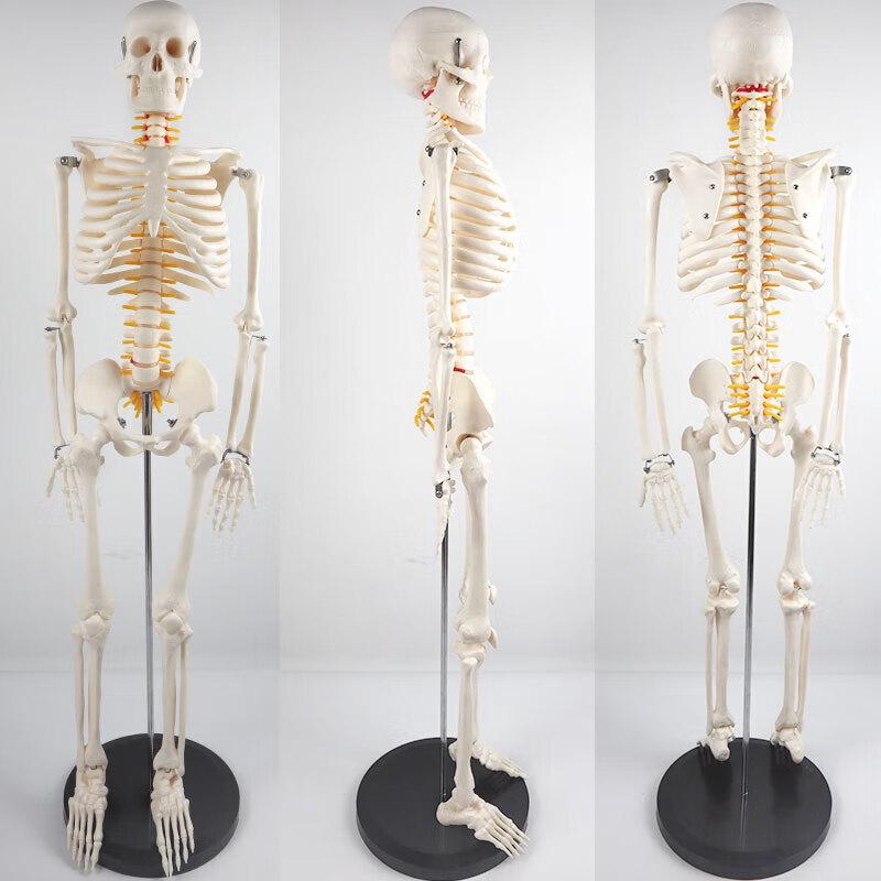 85 см Съемная модель человеческого скелета