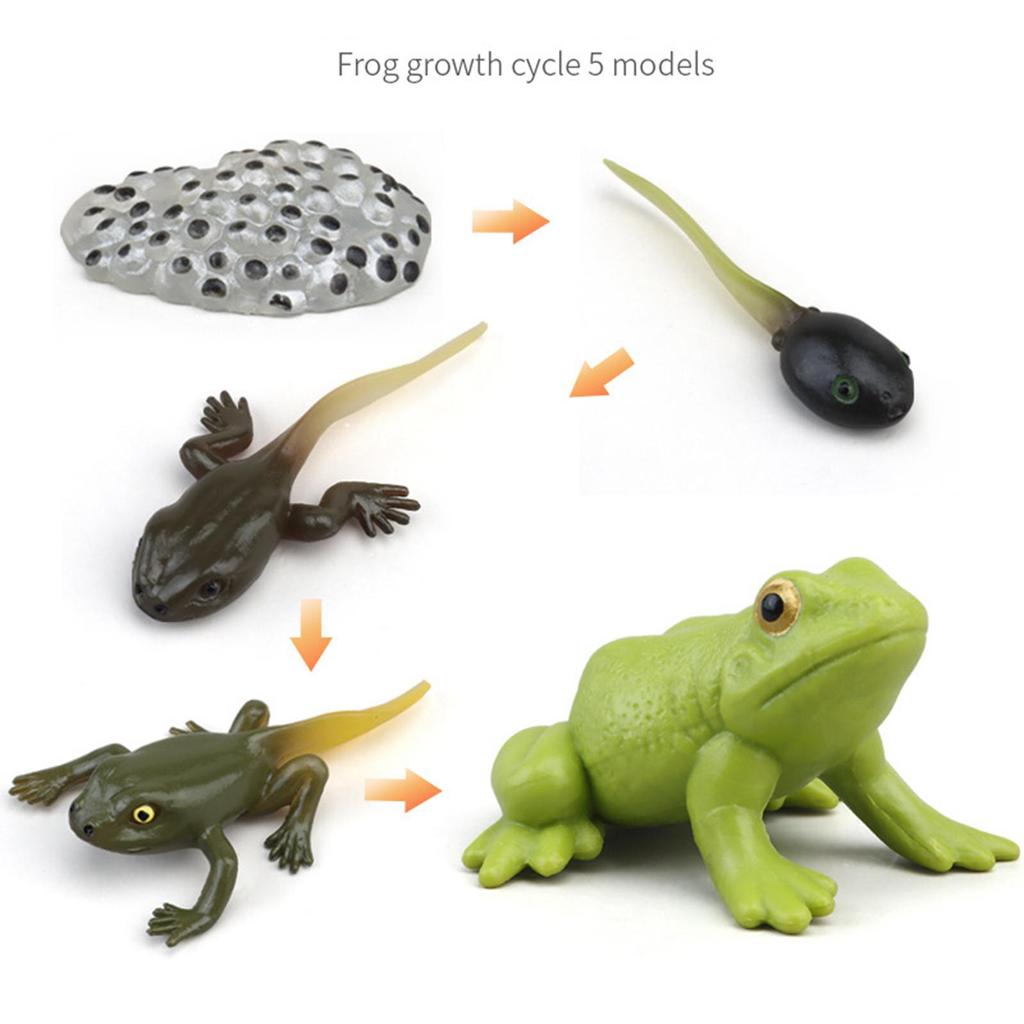 Animal Figurines Set for Biology Education And Party Gifts