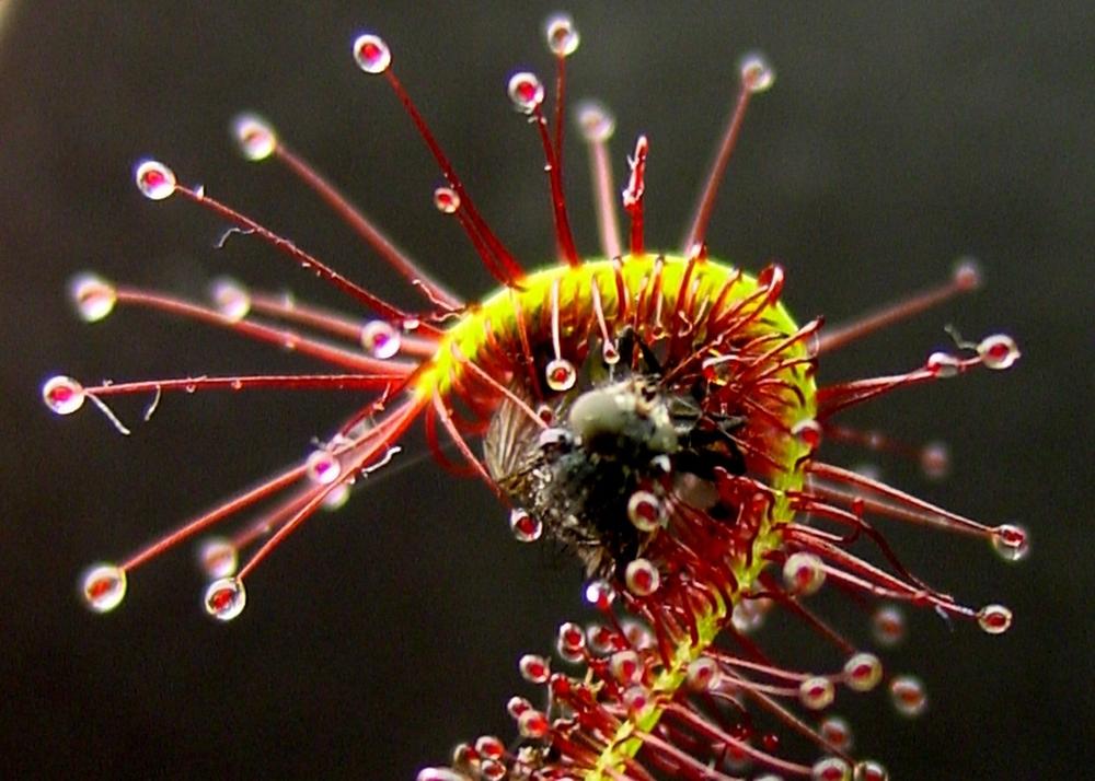 SAFLAX African Sundew - 200 Seeds - With Potting Substrate for Better Cultivation - Drosera Capensis