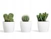 Cream Plastic Flowerpot 18x159 Cm Decorative Smooth Magnolia