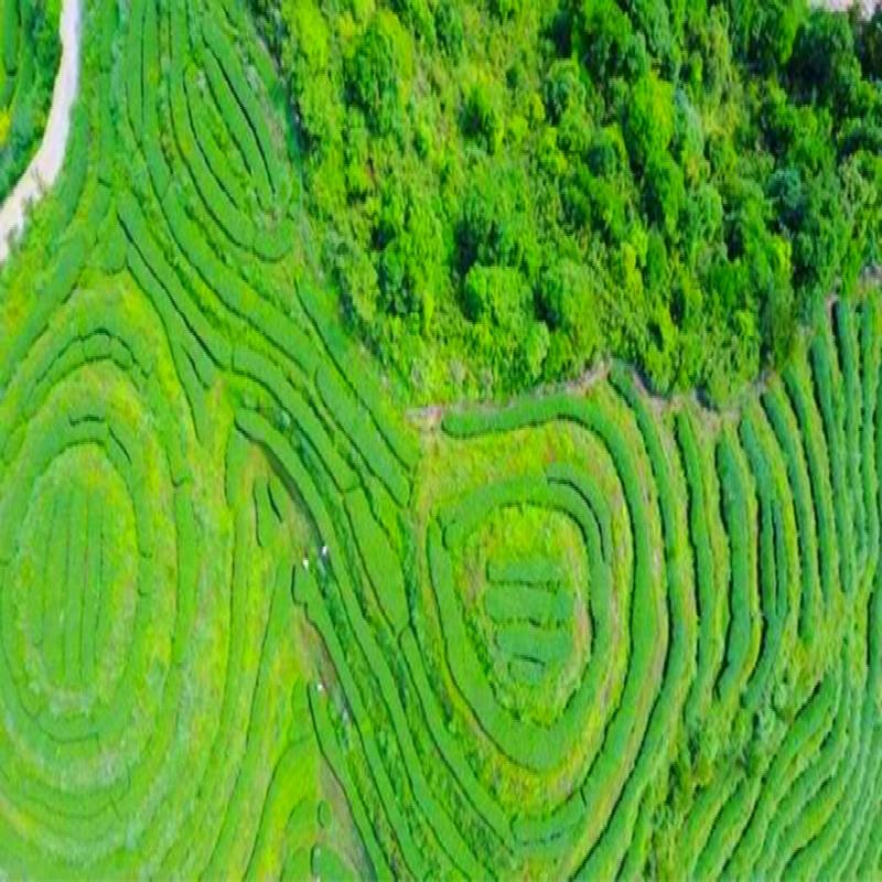 2023 Pingshang Chao Cha Depth Pečený Smažený čaj Pečený Oolong Čaj Silně voňavý