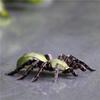 Stainless Steel 3D Insect Spider Model - Glue-Free DIY Puzzle Toy