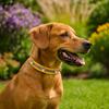 Leather Reflective Dog Collar Adjustable Metal Buckle Dog Footprint Collar Decorative Soft Rivets Pet Collar