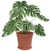 Flower Pots 6 Pcs Terracotta Red Ø 19 X 16 Cm Plastic
