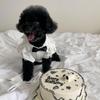 Puppy Dog Shirt Strap Skirt Set Teddy Pomeranian Small and Medium Dogs Universal Princess Style Dress Pet Clothes