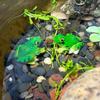 Simulated Frog Ornament, Water Tank, Fish Tank, Water Dispenser, Water Pool, Landscape Design, Resin Submerged Handicraft