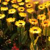 Solar Sunflower Lamp Outdoor Waterproof Courtyard Park Atmosphere Lawn Decorative Lamp