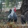 Chicken Wire Mesh Roll 40cm x 10m, Galvanized Hexagonal Fencing Wire Mesh Garden Fence Protective Metal Net with Cutting Pliers, Gloves and 100 Cable