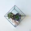 Glaswürfel Terrarium Luftpflanzen Behälter Box