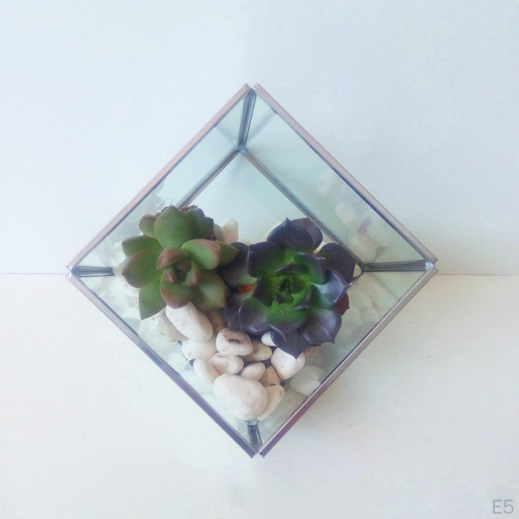 Glaswürfel Terrarium Luftpflanzen Behälter Box