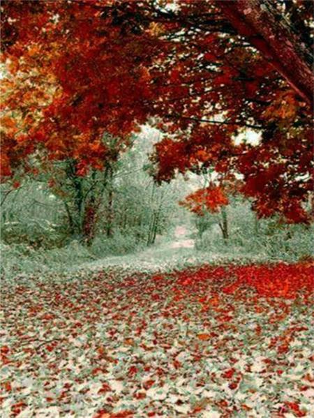 5D Diamond Painting New Arrivals Tree Bridge Full Square Round Embroidery Mosaic Landscape Home Decor