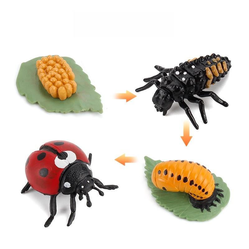 

Insect Lifespan Model Pvc Learning Aid For Classroom And Home Education Ladybug