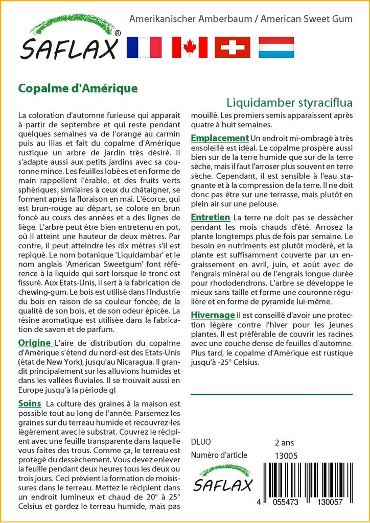 SAFLAX American Sweet Gum - 100 Seeds - Liquidamber Styraciflua