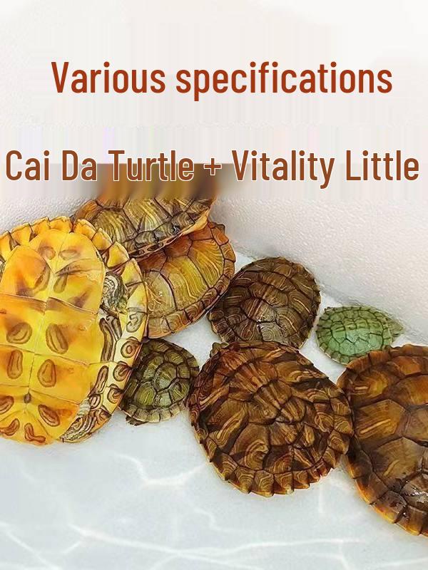Brazilian Golden-lined Pet Turtle - Internet Celebrity Live Outdoor Pond Turtle