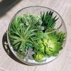 12pcs PVC Succulents Plants Green Faux Succulent Plant for Home Garden Small Bonsai Decor Flower Desktop Plants