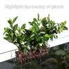 Aquarium Transparent Hydroponic Basket Wall-Mounted Emergent Plant Stand Household Cup for Aquatic Landscaping Decoration