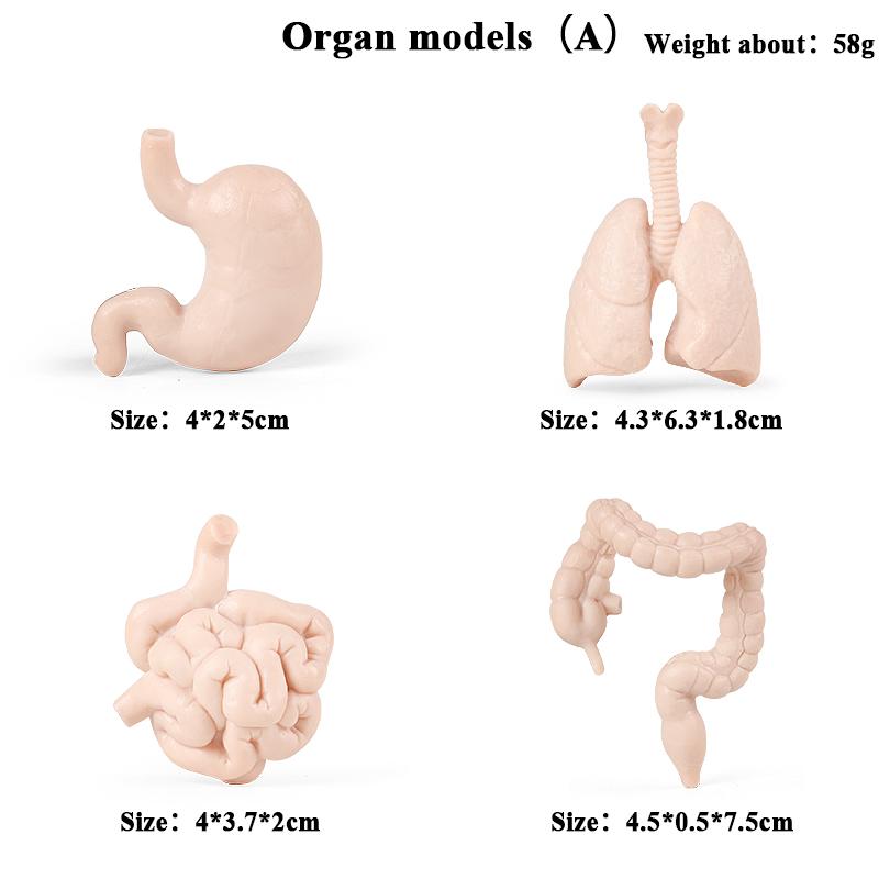 Oenux Montessori Tool Organ Vegetable Fruit Animals Brinquedo Model Action Figure Figurines Miniature Education Kid Toy Gift